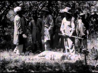 Britishers hunting tigers