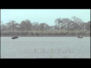 Elephant twisting and turning its trunks, Kaziranga