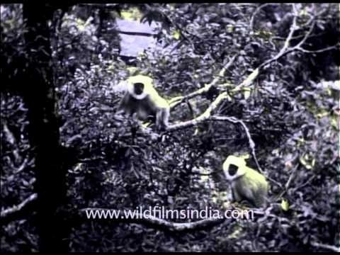 Langurs of the past from rare file footage from the British era