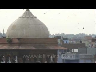 Kites fly high with the spirit of freedom in India!