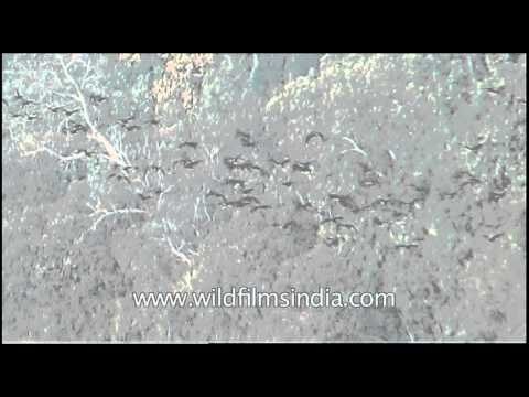 Kaziranga National park in daylight...