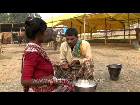 The Sonepur Cattle Fair or Malegaon Mela