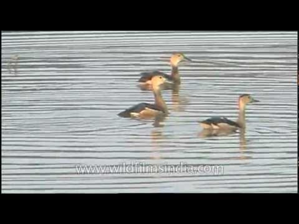 Lesser Whistling Teal in Assam's Kaziranga