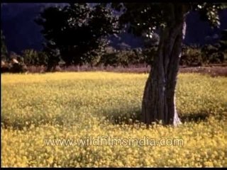 Indian wild and garden flowers from the 1930's