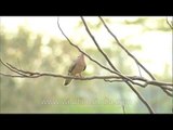 Spotted Dove or Streptopelia chinensis in Corbett National Park