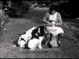 British lady feeding her Spaniels in the 1940's: archival footage