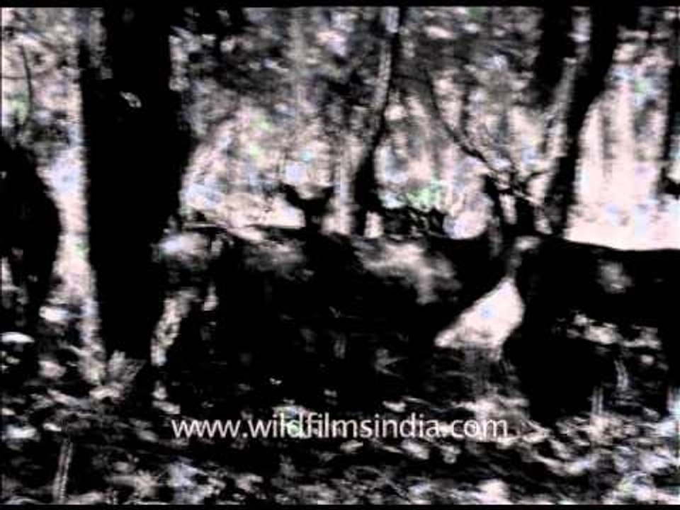 Old archival footage of chital grazing in Corbett