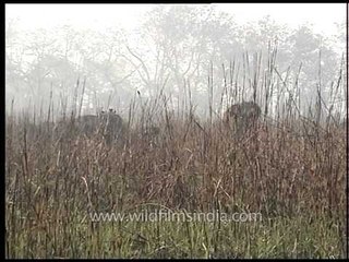 Early birds of Kaziranga sit on elephants back!
