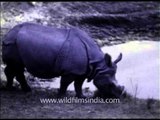 Rhinos of yore - archival footage of rhinos in India