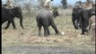 Football match for Elephants? Or Elephant Polo?