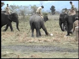 Football match for Elephants? Or Elephant Polo?