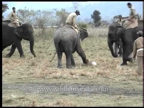 Football match for Elephants? Or Elephant Polo?