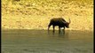 Lazy water buffalo gets in the water, Kaziranga