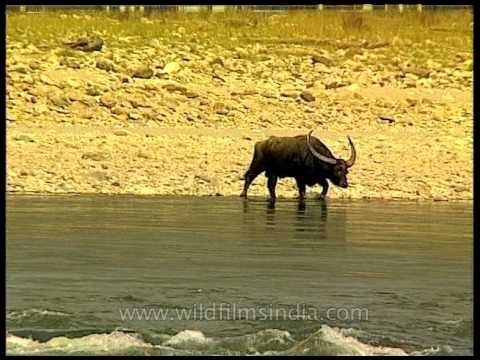 Lazy water buffalo gets in the water, Kaziranga