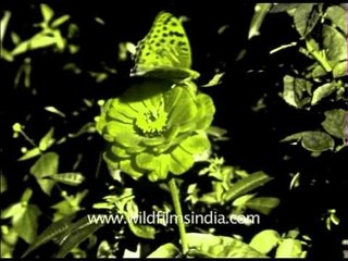 Rare archive of butterflies on Euphorbia plant from 1950's
