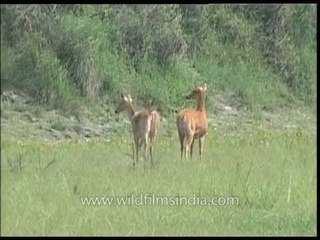 Pair of Soft ground Barasingha splashing through a boggy grassland in Assam