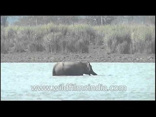 Elephants enjoying water to radiate heat, Kaziranga