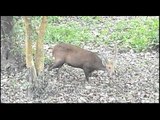 A young hog deer roaming free in Kaziranga