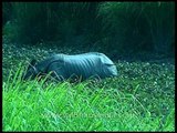 Couple of handsome Rhinos grazing grassland in Kaziranga