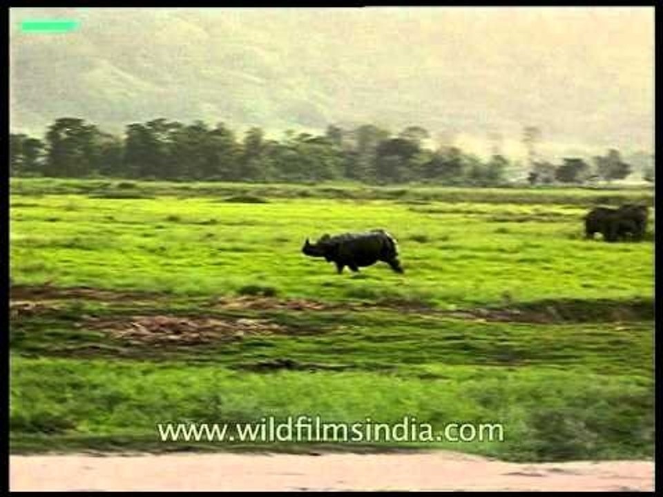 Rhino runs and encounters a gigantic elephant in Kaziranga!