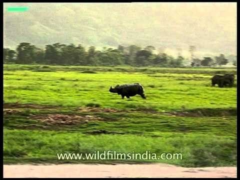 Rhino runs and encounters a gigantic elephant in Kaziranga!