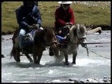 Pilgrims on the way to Kailash Mansarovar