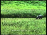 Asian Rhino eating grass in Kaziranga
