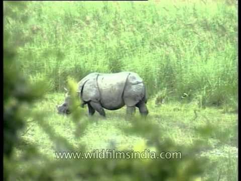 Indian rhinoceros or Rhinoceros unicornis, Kaziranga