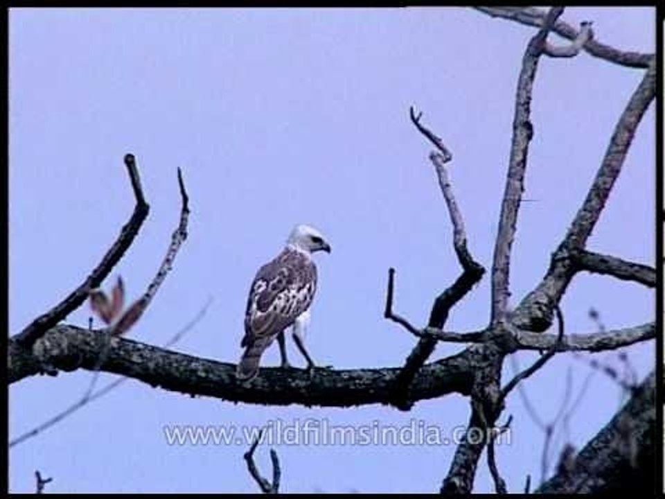Hawk Eagle in kaziranga