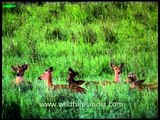 Barasingha or swamp deer grazing in Kaziranga swamps