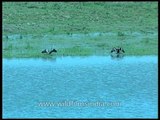 Wildlife in harmony at Kaziranga - Buffalos and cormorants