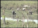 Elephants' peaceful adobe at Kaziranga National Park
