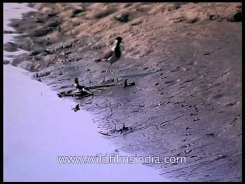 Red-wattled Lapwing by river-bank in Kaziranga