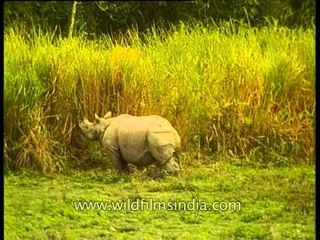 Rhino cooling off in wet grasslands of India