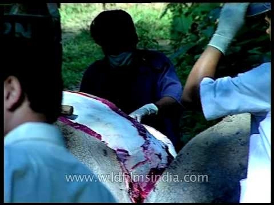Checking the innards of a Rhino for the cause of its death.