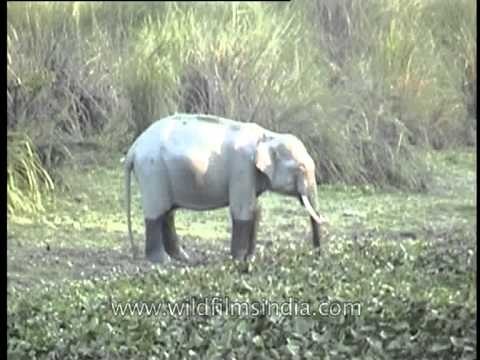 Elephant feeding on water hyacinth in Kaziranga National Park