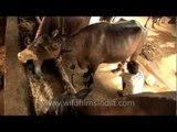 Feeding the appetite of buffaloes at a dairy farm, Delhi