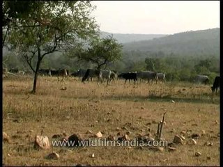 Domestic cattle invade the buffer zone of a national park