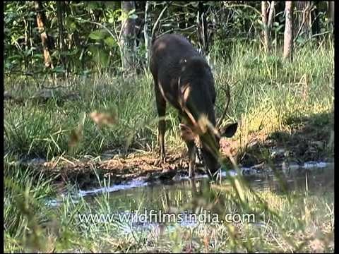 Male sambar deer near water pond, Panna