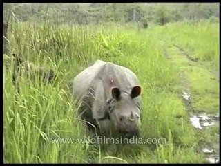 Rhinos in Assam : Knee-less, odd-toed ungulates