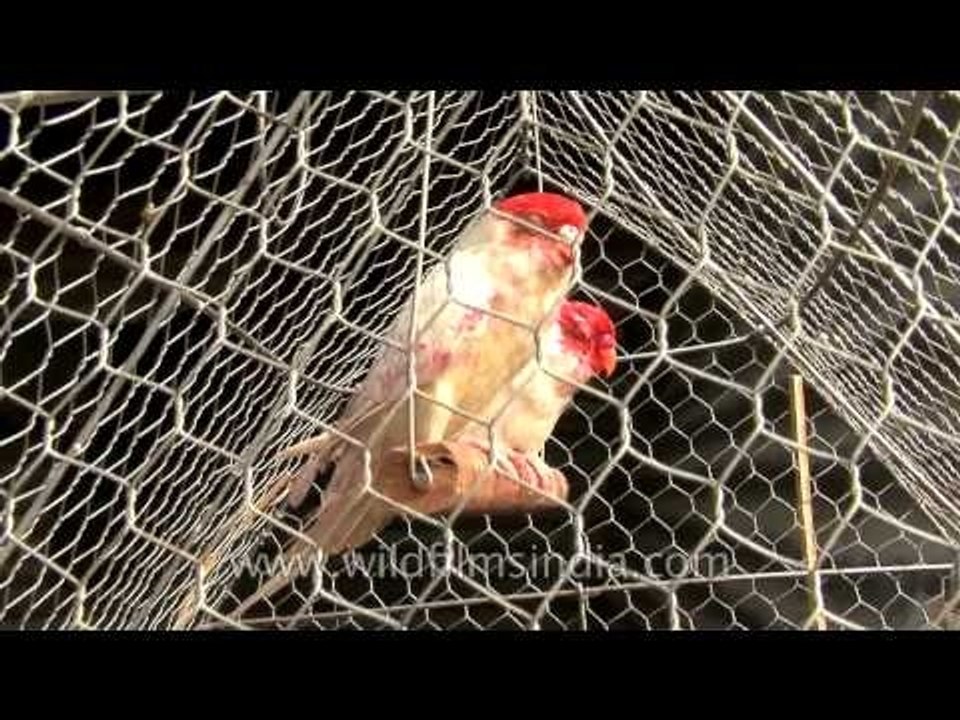 Coloured Budgies caged to be sold at Sonepur mela