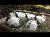 Rabbits for sale in Sonepur cattle fair