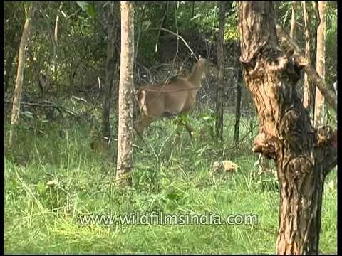 Nilgai in Panna national park, Madhya Pradesh
