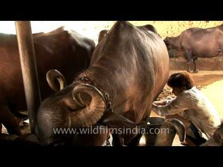 Milking while the cow eats : Garbage in garbage out?