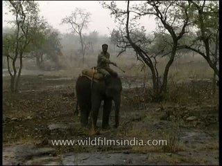 Forest ranger rides elephant on Hinauta plateau, Panna