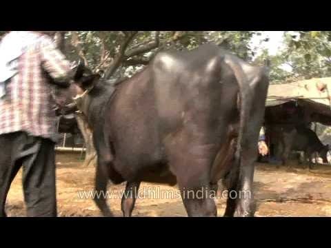 Cattle for sale at Sonepur Mela, Bihar