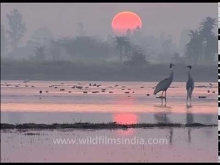 Sarus Cranes mate for life and thus signify fidelity!