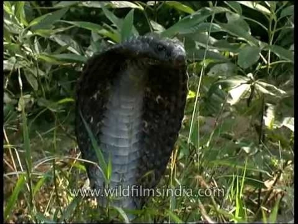 Cobra - the deadliest snake in India?