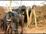 Group of buffaloes at small farm in Gir