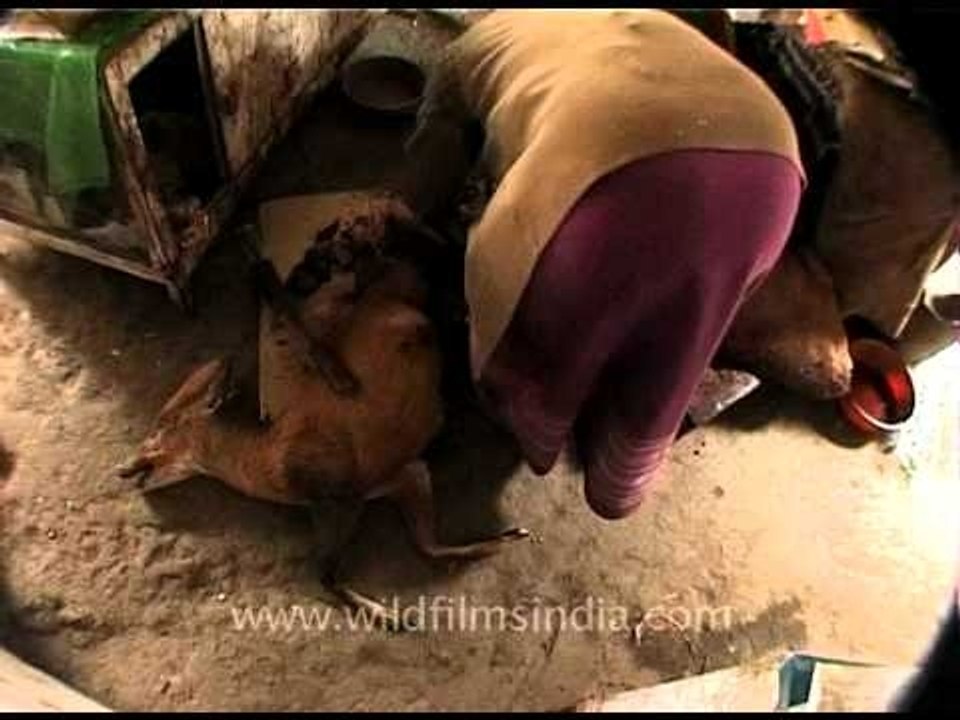 Chopping the lower body of a Barking Deer, India
